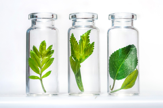 Homöopathie Homöopathie